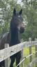 Gelding Selle Fran&ccedil;ais For sale 2024 Dark Bay