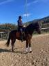 Gelding KWPN Dutch Warmblood For sale 2015 Bay
