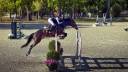 Gelding Selle Fran&ccedil;ais For sale 2019 Dark Bay