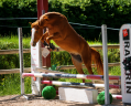 Mare Other Pony Breed For sale 2022 Chesnut