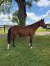 Mare French Saddle Pony For sale 2021 Bay