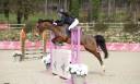 Mare French Saddle Pony For sale 2015 Bay