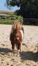 Gelding No Origin Recorded For sale 2014 Coloured