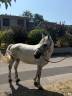 Gelding Connemara For sale 2019 Grey