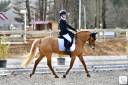 Gelding French Saddle Pony For loan 2012 Silver dapple