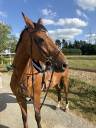 Mare Selle Fran&ccedil;ais For sale 2012 Bay