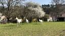 Gelding Dutch Riding Pony Part-Livery 2013 Grey