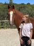 Gelding Belgian Riding Pony For sale 2009 Chesnut