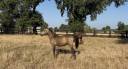 Gelding Welsh Part Bred For sale 2025 Buckskin
