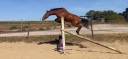 Gelding Belgian Riding Pony For sale 2019 Bay