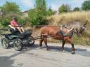Mare Comtois For sale 2021 Chesnut