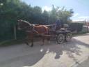 Gelding Origin Recorded For sale 2023 Bay