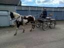 Mare Origin Recorded For sale 2023 Coloured