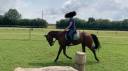 Gelding French Trotter For sale 2019 Bay