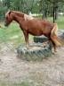 Mare New Forest For sale 2022 Liver chestnut