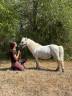 Stallion Shetland Pony For sale 2018 Grey