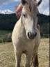 Mare Origin Recorded For sale 2022 Grey