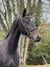 Gelding Selle Fran&ccedil;ais For sale 2022 Dark Bay