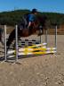Gelding Connemara For sale 2022 Bay