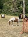 Colt Shetland Pony For sale 2026 Coloured