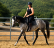 Mare Anglo-Arabian For sale 2022 Grey
