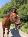 Mare French Saddle Pony For sale 2016 Chesnut