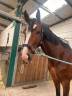 Gelding BWP Belgian Warmblood For sale 2022 Bay