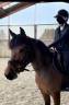 Mare Origin Recorded For sale 2019 Bay