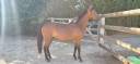 Mare New Forest For sale 2024 Bay