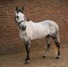 Mare Irish Sport Horse For sale 2020 Grey