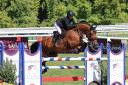 Mare Selle Fran&ccedil;ais For sale 2019 Bay
