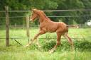 Filly Selle Fran&ccedil;ais For sale 2026 Liver chestnut