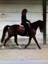 Gelding French Trotter For sale 2017 Bay