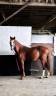 Gelding French Saddle Pony For sale 2024 Chesnut