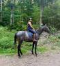 Gelding English Thoroughbred For sale 2021 Grey