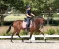 Mare PRE Pure Spanish Bred For sale 2021 Bay