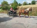 Mare Comtois For sale 2023 Chesnut
