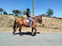 Gelding Comtois For sale 2021 Chesnut