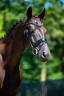 Gelding KWPN Dutch Warmblood For sale 2022 Black