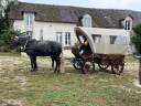 Carriage - Chariot   