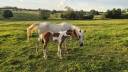 Filly Arabian Half Blood For sale 2026 Coloured