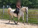 Mare Arabian Thoroughbred For sale 2012 Grey
