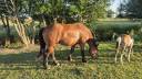 Gelding Normandy Cob For sale 2023 Bay