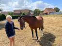 Broodmare Welsh Pony (Section C) For sale 2012 Bay