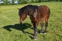Gelding Draft For sale 2023 Bay