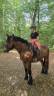 Gelding Draft For sale 2023 Bay
