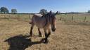 Gelding Belgian Draft, Brabant For sale 2023 Roan