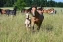 Mare Lusitano For sale 2015 Buckskin