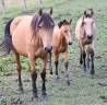 Mare Lusitano For sale 2015 Buckskin
