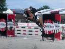 Mare French Saddle Pony For sale 2017 Chesnut